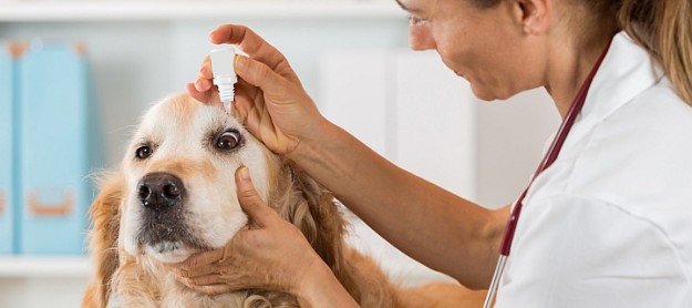 Tiermedizin statt Thomapyrin Boehringer Ingelheim und Sanofi wollen